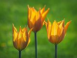 Three Tulips_P1110668